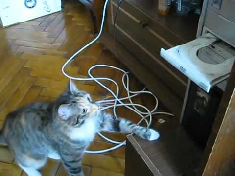 Un chat se bat contre un lecteur DVD