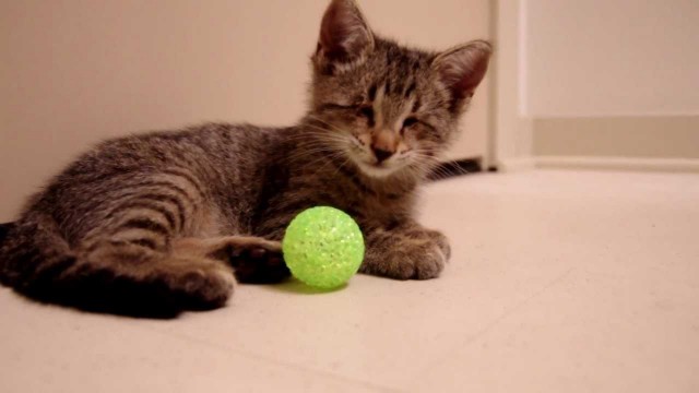 Oskar le chat aveugle et son premier jouet