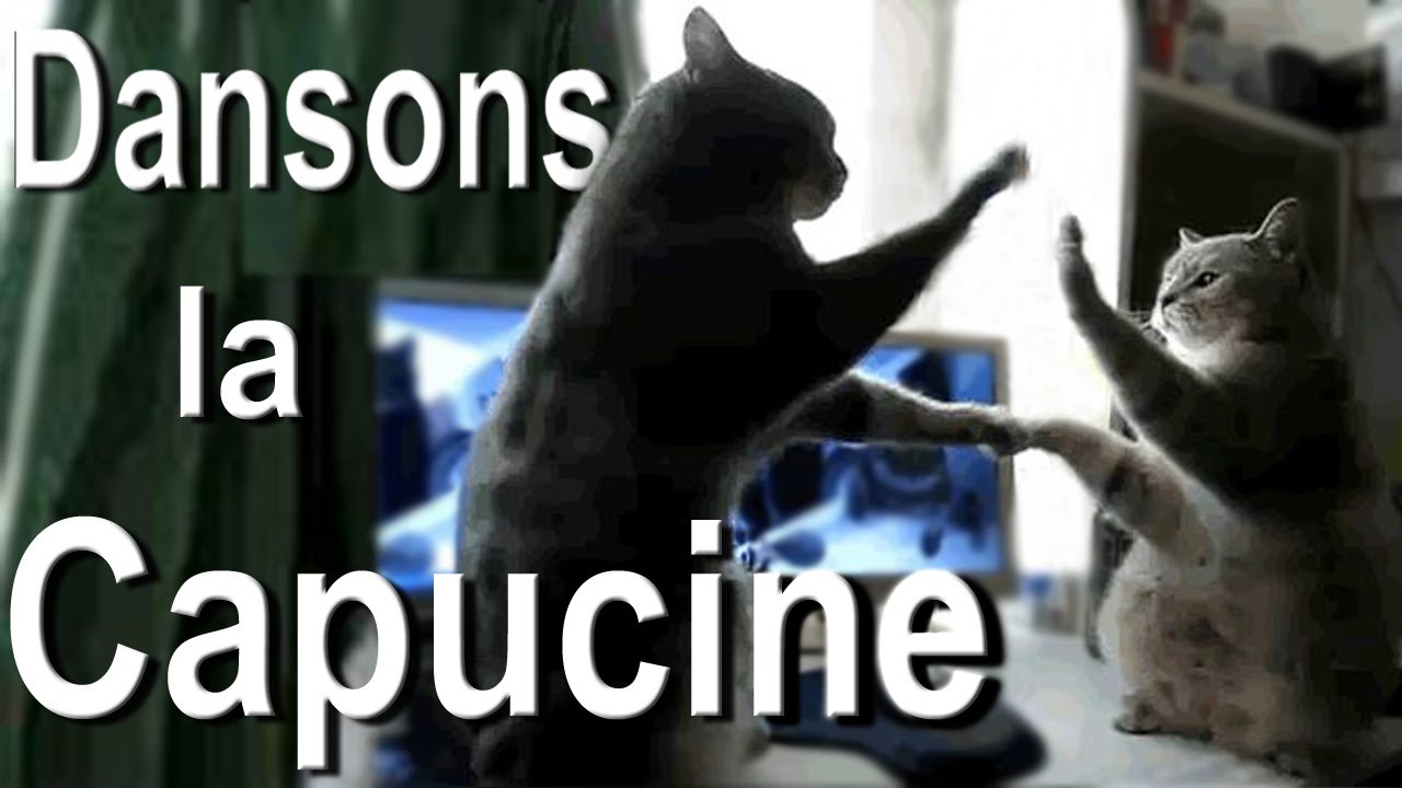 Dansons la capucine chanté par des chats !