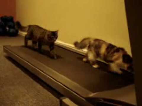 Deux chats sur un tapis roulant