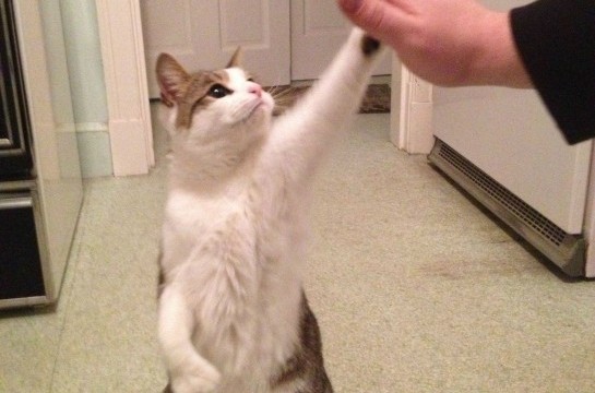 Un chat fait un high five !