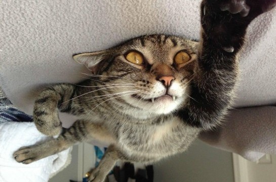 Un chat superman