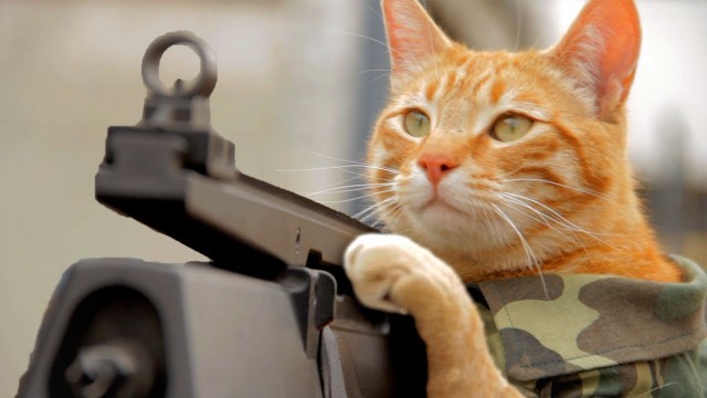 Et si les chats faisaient la guerre