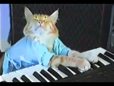 Un chat joue du clavier !