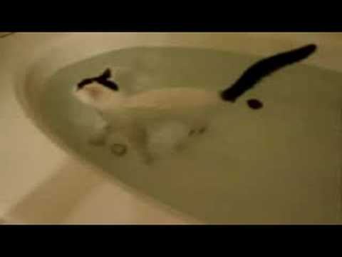 Un chat qui aime l’eau (et nage dans une baignoire !)