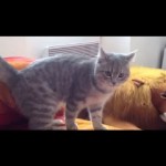 Un chat fait une roulade de ninja !