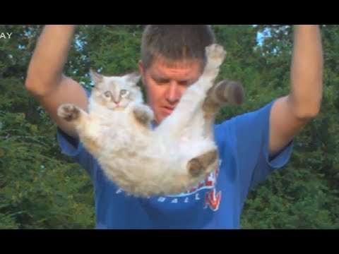 La chute d’un chat filmée au ralenti (et retombant sur ses pattes !)