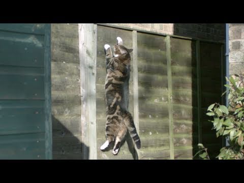 Le saut d’un chat au ralenti