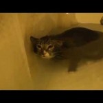 Un chat miaule dans une baignoire