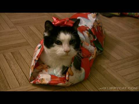 Comment emballer un chat pour Noel ?