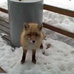 Un chat, un renard et un aigle sous un porche