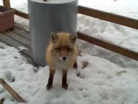 Un chat, un renard et un aigle sous un porche