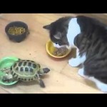 Une tortue attaque un chat