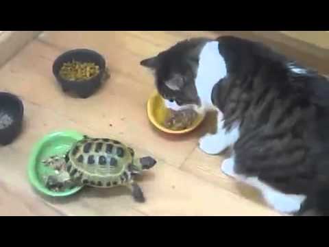 Une tortue attaque un chat