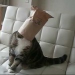 Maru le chat a la tête coincée dans un sac (encore)