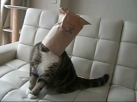 Maru le chat a la tête coincée dans un sac (encore)