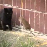 Des chats attaqués par des rats géants !