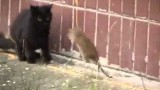 Des chats attaqués par des rats géants !