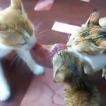 Trois chats se partagent un steak