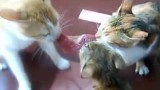 Trois chats se partagent un steak