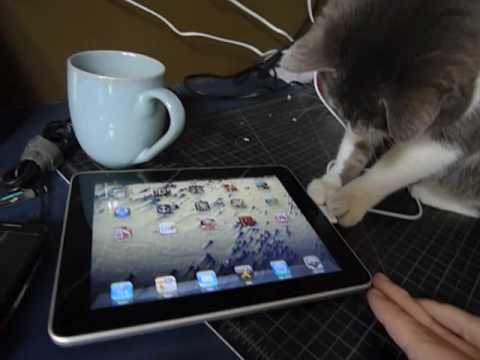 Iggy le chat teste l’iPad !