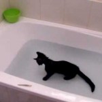 Un chat adore l’eau !