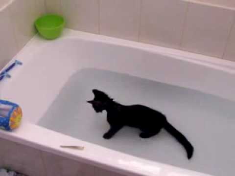 Un chat adore l’eau !