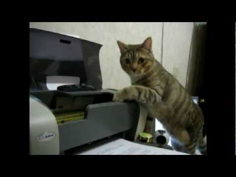 Des chats se battent contre des imprimantes