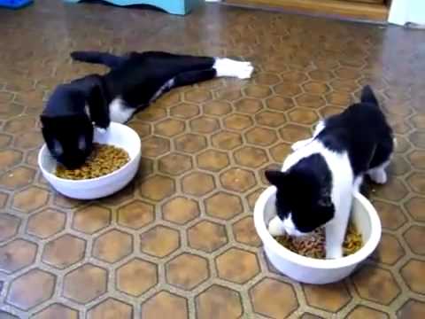Des chats après une anesthésie !