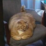 Le chat le plus gros du monde
