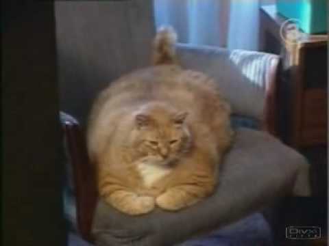 Le chat le plus gros du monde