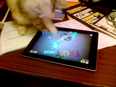 Un chat joue à Fruit Ninja sur Ipad !