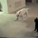 Un chat fou attaque un chien