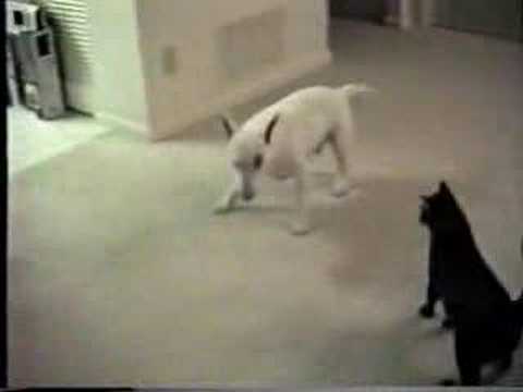 Un chat fou attaque un chien