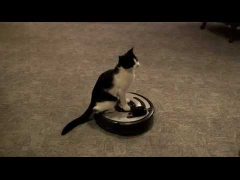 Un chat se laisse porter par un robot aspirateur