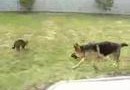 Un chat et un gros chien se battent