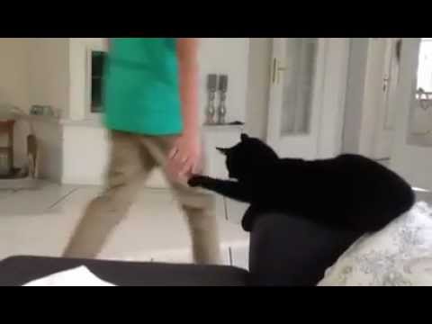 Un chat cool fait un check