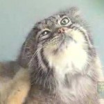 Des chats de Pallas énormes