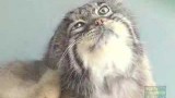 Des chats de Pallas énormes