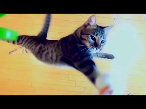 Ce chat saute à une hauteur hallucinante !