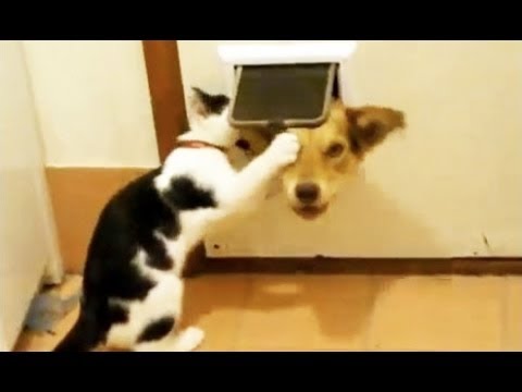 Les chats peuvent être vraiment marrants (mais aussi des co*****)