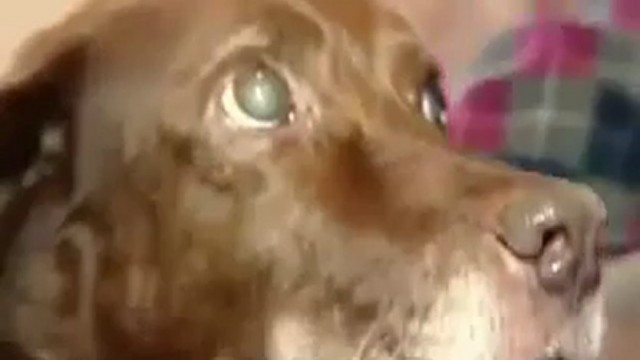 Un chien aveugle est guidé par un chat