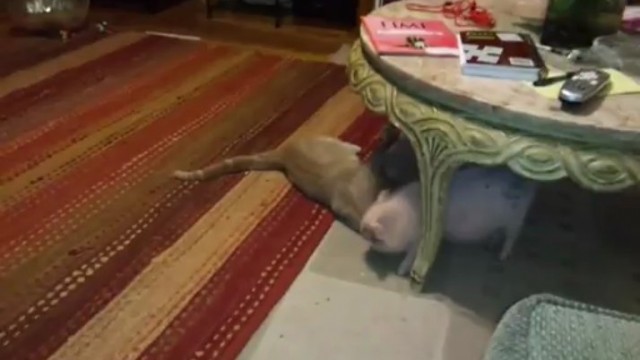 Un chat et un petit cochon jouent ensemble !