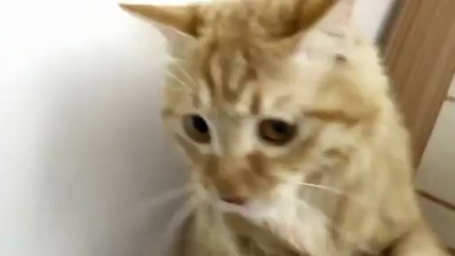 Un chat lèche un tuyau d’aspirateur