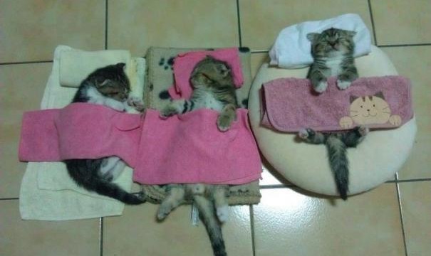 Des chatons dorment dans des draps