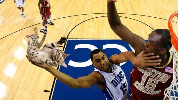 Un basketteur fait un dunk avec un chat