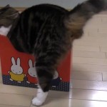 Maru le chat cherche à rentrer dans des boîtes trop petites