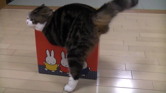 Maru le chat cherche à rentrer dans des boîtes trop petites