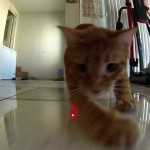 Deux chats poursuivant un rayon laser sont filmés avec une GoPro !