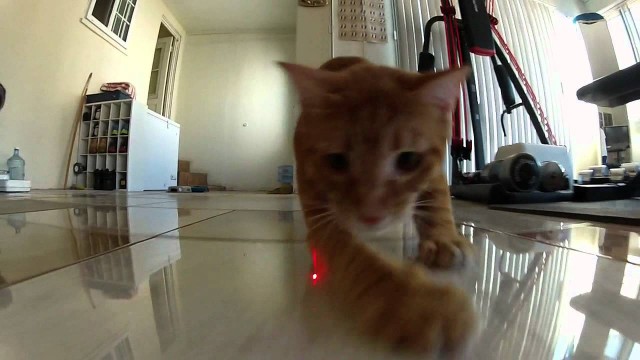 Deux chats poursuivant un rayon laser sont filmés avec une GoPro !